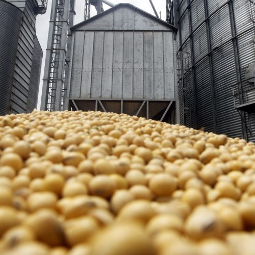 Biocombustíveis reduzem produção de alimentos? Não no Brasil