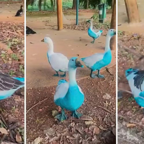 Cidade paulista apura vazamento de corante que tingiu aves em parque
