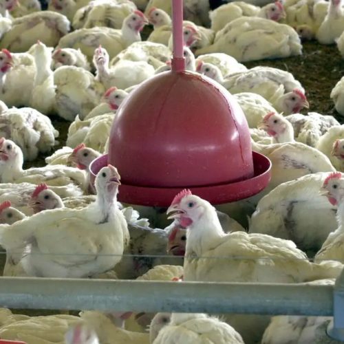 Governo confirma foco de gripe aviária em granja comercial