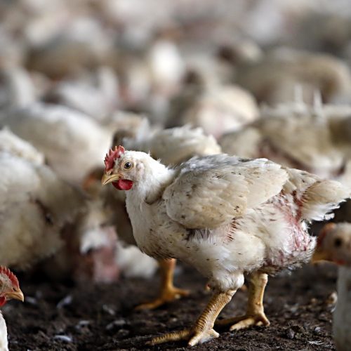 Preço do frango fica ‘quase igual’ apesar de gripe aviária