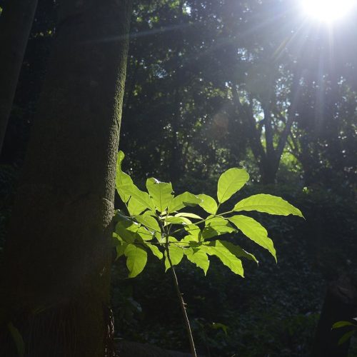 Sesc São Paulo tem programação especial na Semana do Meio Ambiente