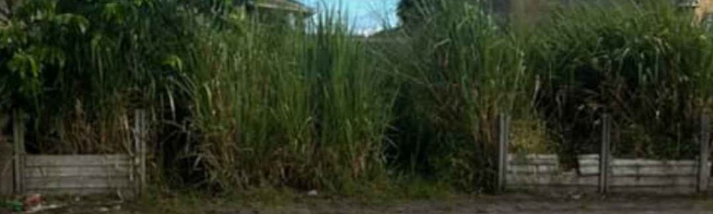 Moradora do Paese Pede Socorro por Situação Crítica em Terrenos Baldios na Rua Corvina